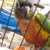 گرینچیک خانگی