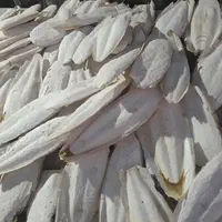 کف دریا سالم دورشت