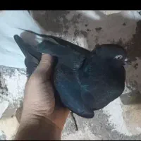 پرنده.ماده اشعل سیاه.ماده طوق هفترنگ (رامهرمز)