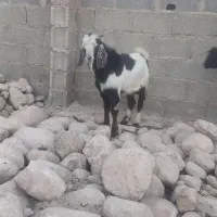 چبش نر