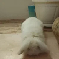 خرگوش