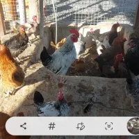 ۹ عدد مرغ خانگی