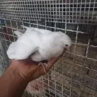 کبوتر زرد دمسفید و جوجه سرلاکی