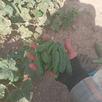 خیار مناسب برای بطری