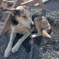 سگ هاسکی نر|سگ|آشخانه, |دیوار