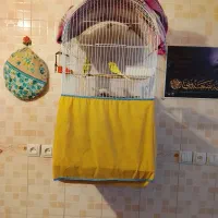 سه جفت ریمبو مولد  باقفس