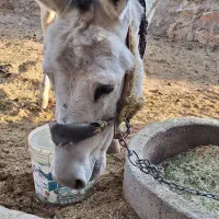 الاغ نرجوان|حیوانات مزرعه|بروجرد, |دیوار