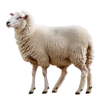 بره گوشتی و برای فحلی