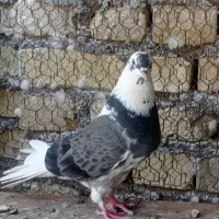 کفتر کاشونی پرش سنگین