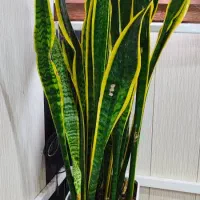 گل اپارتمانی با گلدان