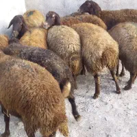 گوشتی وقربانی