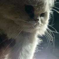 گربه اشرافی پرشین