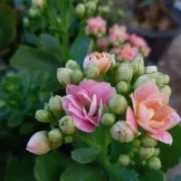 کالانکوا زیبا،خاص،مقوام فقط ۱۵۰ تومن در گلوریا|گل و گیاه طبیعی|قم, پردیسان|دیوار