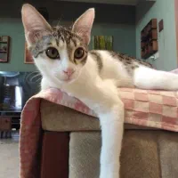 واگزاری گربه ماده شش ماهه عقیم و انگل تراپی شده