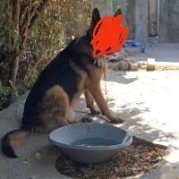 سگ پیدا شده برای هر کسی هست شیرینی میگیرم