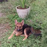 توله و سگ بالغ ژرمن شپرد اصیل و باهوش|سگ|تالش, تالش|دیوار