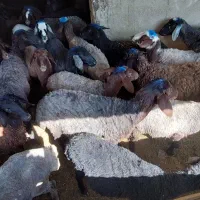 بره ماده|حیوانات مزرعه|سیلاخور, |دیوار