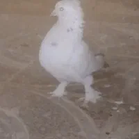 کبوتر دم چتری