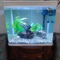 آکواریوم دلسا k500|ماهی|تهران, امام زاده عبدالله|دیوار