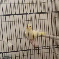 عروس هلندی لوتینو چشم شرابی همراه با قفس