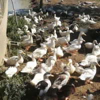 اوردک ۳ماهه