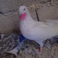 کبوترنر پرسی گم شودع