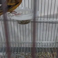 سهره قناری|پرنده|کرج, کمال‌شهر|دیوار