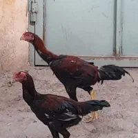 فروش خورس|پرنده|قم, چهار مردان|دیوار