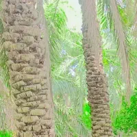 چاه کنی و درخت گرازی