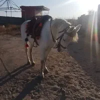 اسب یورقه افغان|اسب و تجهیزات اسبسواری|تربت جام, بهشت نبی|دیوار