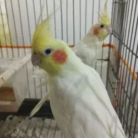 جفت عروس هلندی