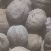 گردو