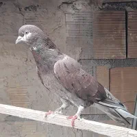 کبوتر پرشی بشرط|پرنده|ری, شهرری|دیوار