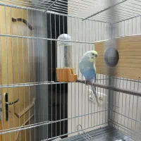 مرغ عشق همراه قفس|پرنده|لنجان, |دیوار