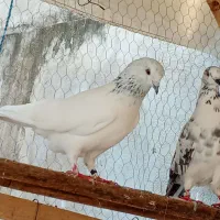 کفتر پرشی|پرنده|رشت, سلیمانداراب|دیوار