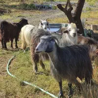 ۱۱بز جوان یکجا فروشی میباشد۵تا آبستن|حیوانات مزرعه|تبریز, |دیوار