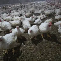 استخدام کارگر مرغداری