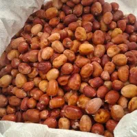 فروش سنجد محلی اشتهارد