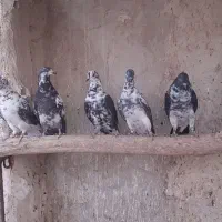 کبوتر سوسی قاره ...تکی فروش نداریم|پرنده|کاشان, ۲۲ بهمن|دیوار
