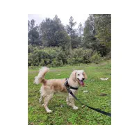 سگ گلدن|سگ|رشت, دیانتی|دیوار