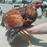خروس