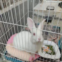 بچه خرگوش اهلی