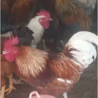 خروس و مرغ
