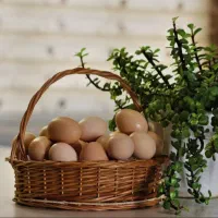 تخممرغ محلی
