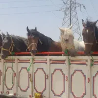 خریدوفروش اسب|اسب و تجهیزات اسبسواری|ثلاث باباجانی, |دیوار