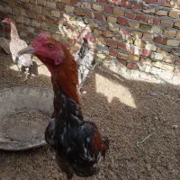 خروس لاری جوان|حیوانات مزرعه|سراوان, |دیوار