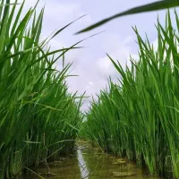 مشاوره کشاورزی برای باغ و مزرعه و گلخانه