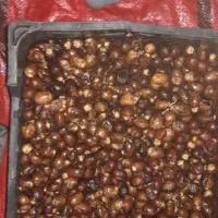 خرما .رطب|خوردنی و آشامیدنی|اهواز, شهرک رزمندگان|دیوار