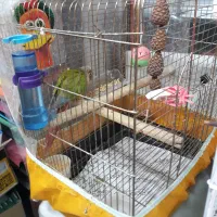 گرینچیک|پرنده|تهران, آشتیانی|دیوار