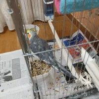 عروس هلندی|پرنده|رشت, کاکتوس|دیوار